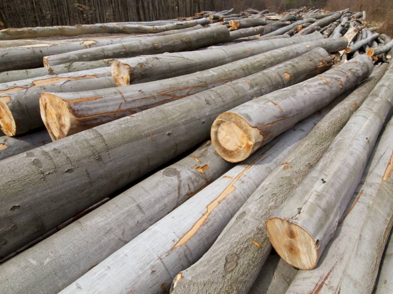 Modal fabric production starts from harvesting beech trees, processed to extract cellulose - its key ingredient