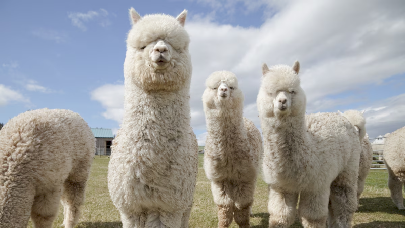 Alpaca fabric is a high-quality natural textile made from the fleece of alpacas native to the Andes mountains