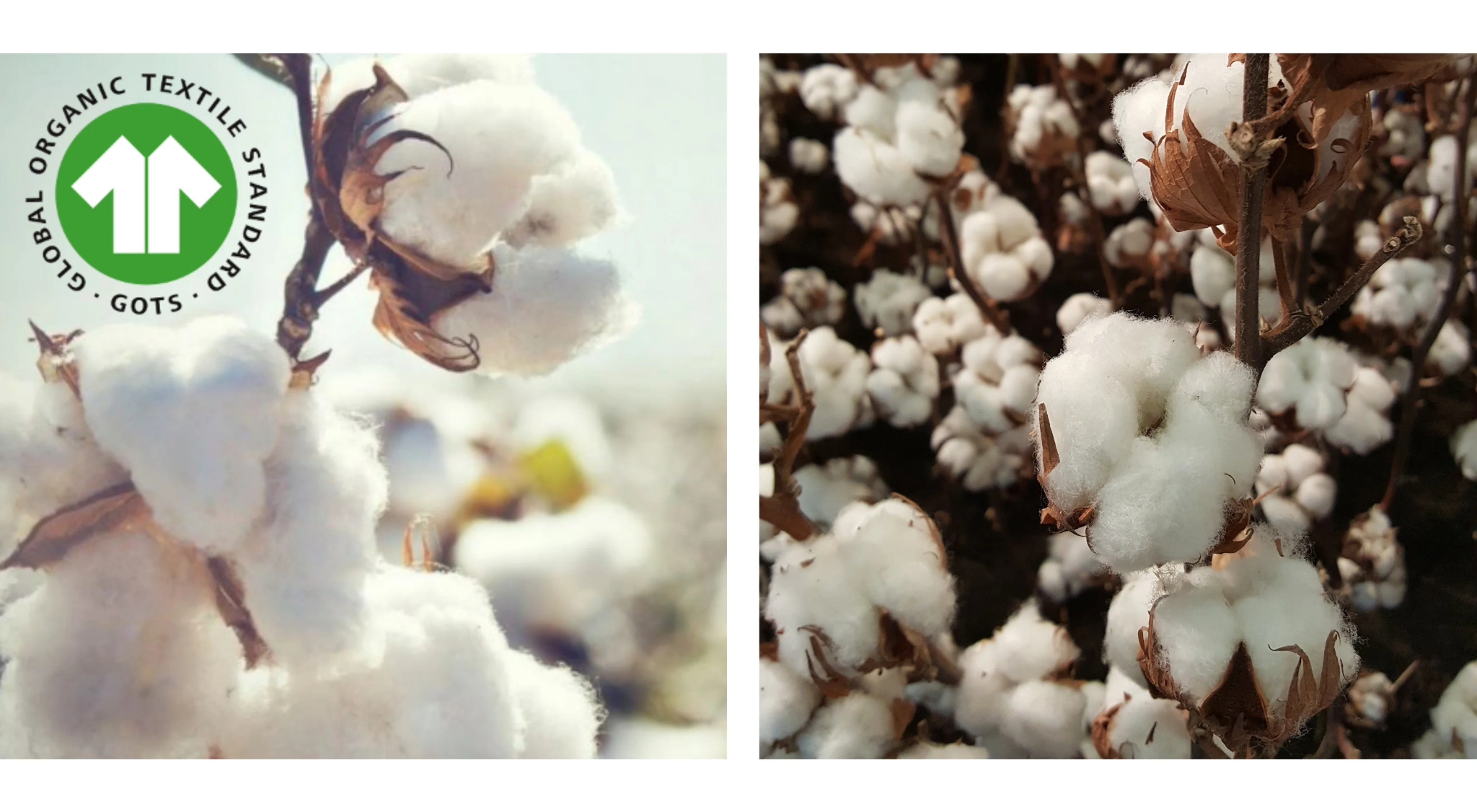 Organic cotton uses non-GMO; regular relies on chemicals