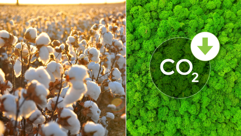 Organic cotton saves water; regular has higher footprint